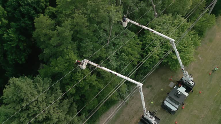 Best Tree and Shrub Care  in Westlake Corner, VA